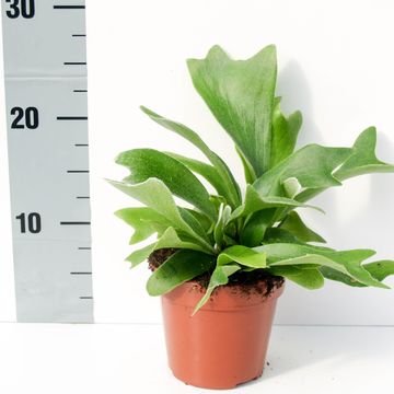 Platycerium alcicorne