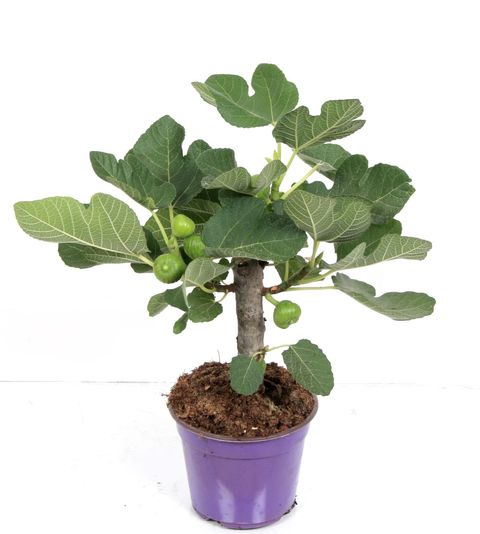 Ficus carica