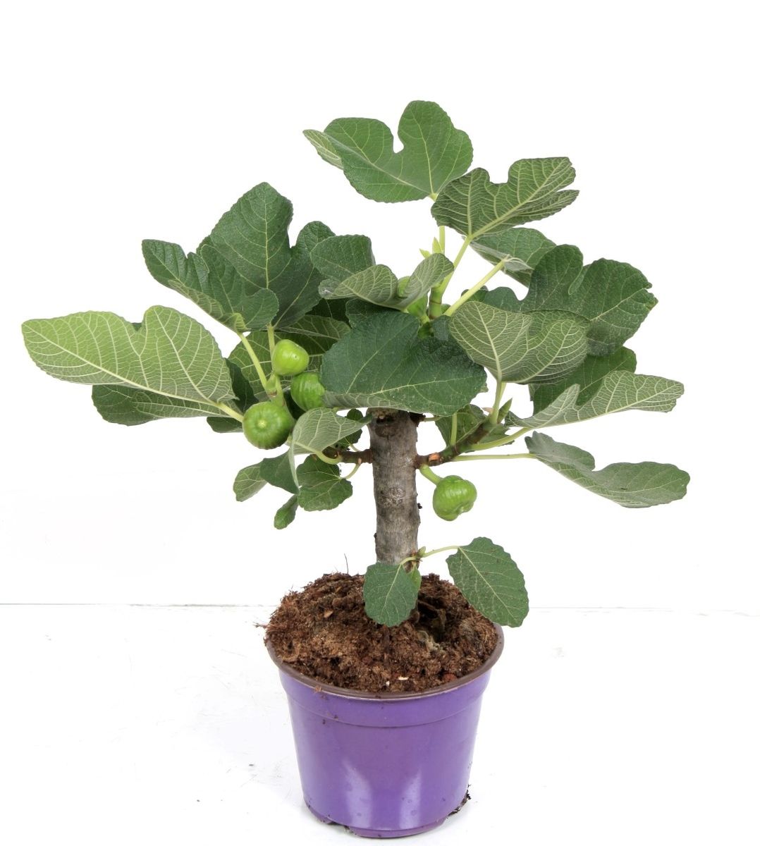 1 Pflanze Von Ficus Feige Ficus Der Bengalen 30-40cm Hoch 
