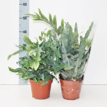 Phlebodium aureum 'Блю Стар'