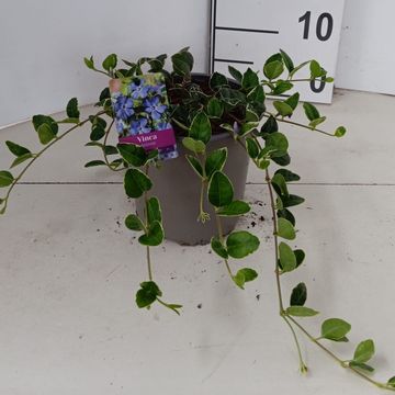 Vinca minor 'Ralph Shugert'