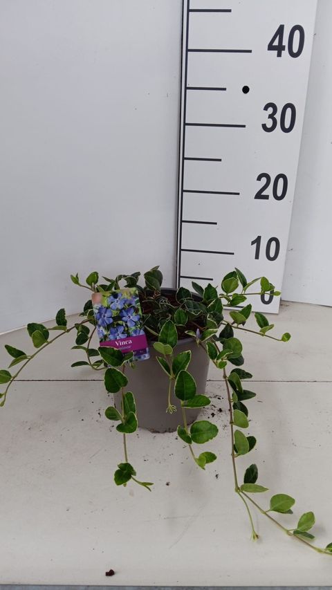 Vinca minor 'Ralph Shugert'