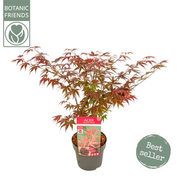 Acer palmatum 'Atropurpureum'