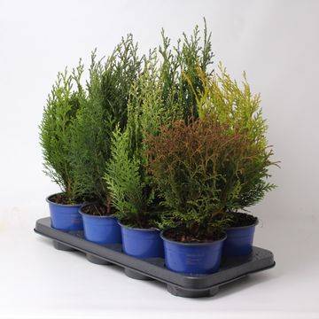 Conifers MIX