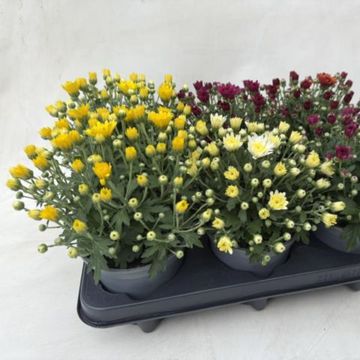 Хризантема MIX IN POT