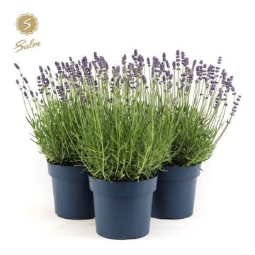 Lavandula angustifolia 'Felice Premium Provence'