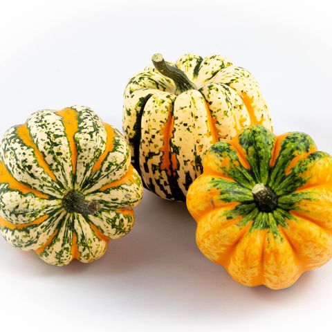 Cucurbita pepo 'Festival' — Plant Wholesale FlorAccess