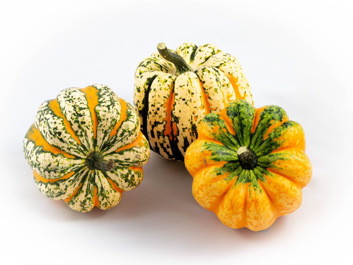 Cucurbita pepo 'Festival' — Bitkiler Toptan