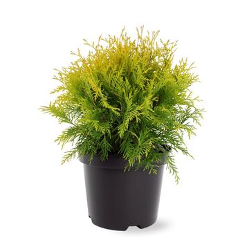 Thuja occidentalis 'Golden Globe'