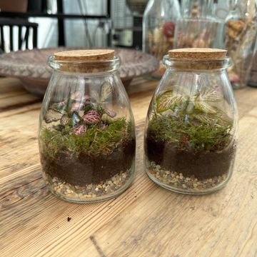 Composizione Terrarium