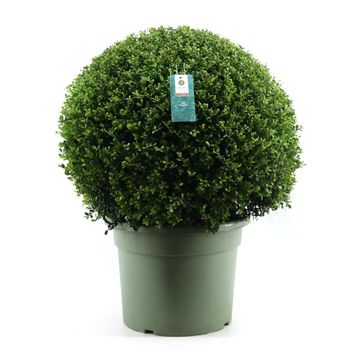 Ilex crenata