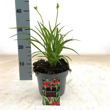 Hemerocallis 'Sammy Russell'