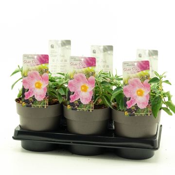 Cistus 'Silver Pink'