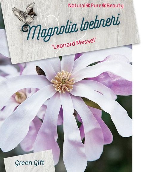 Magnolia x loebneri 'Leonard Messel'