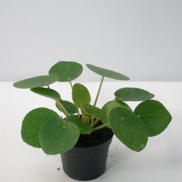 Pilea peperomioides