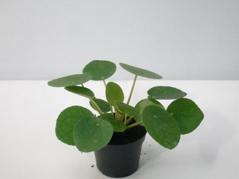 Pilea peperomioides