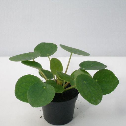 Pilea peperomioides