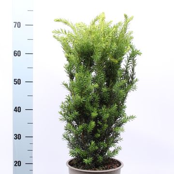 Taxus x media 'Hillii'