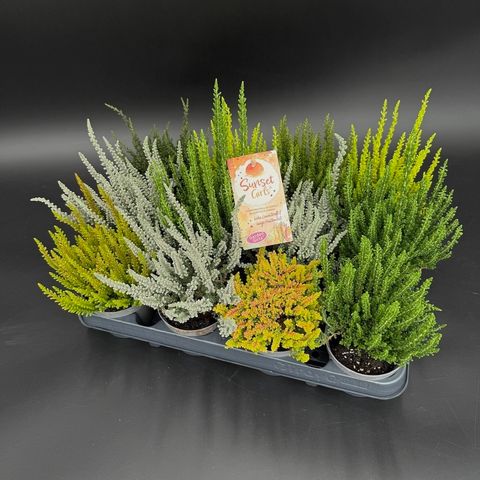 Calluna vulgaris SUNSET MIX