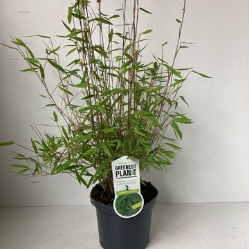 Fargesia nitida 'Volcano'