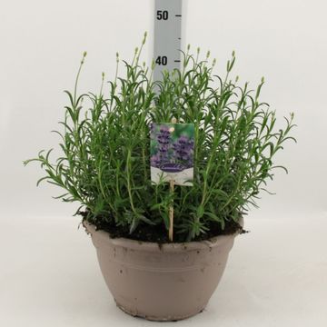 Lavandula angustifolia 'Dwarf Blue'