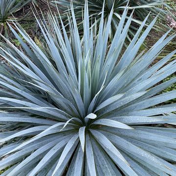Yucca 'French Flag'