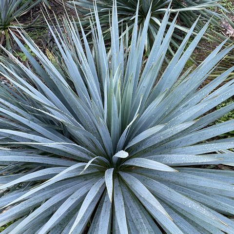 Yucca 'French Flag'