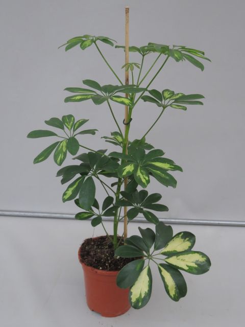 Schefflera arboricola 'Gold Capella'