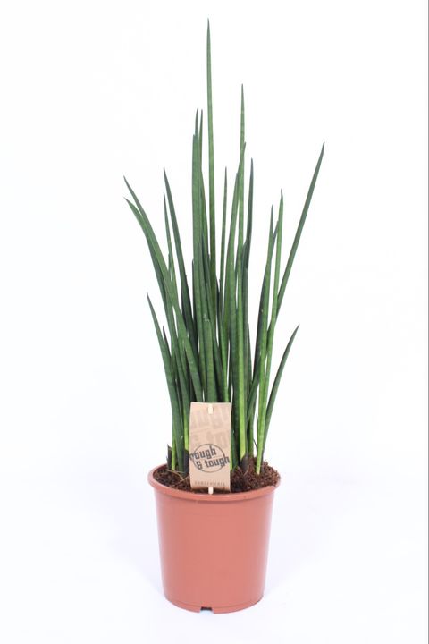 Sansevieria bacularis 'Mikado'