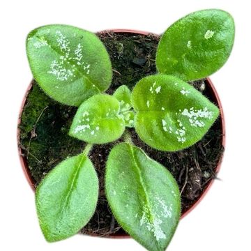 Michaelmoelleria vietnamensis 'Sp No Id'