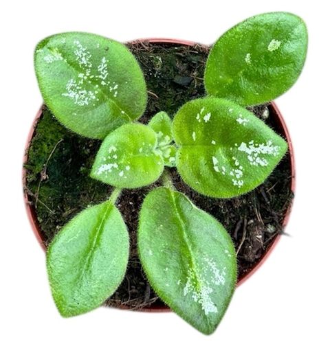 Michaelmoelleria vietnamensis 'Sp No Id'