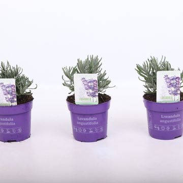 Lavandula angustifolia 'Hidcote'