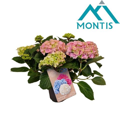 Hydrangea macrophylla HI RIVER PINK