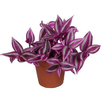 Tradescantia 'Pink Paradise'
