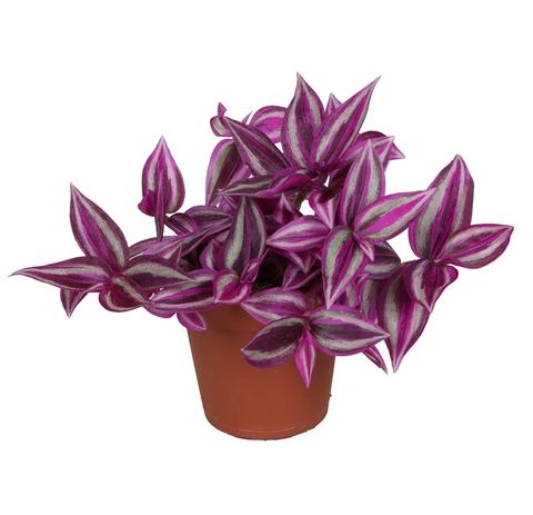 Tradescantia 'Pink Paradise'