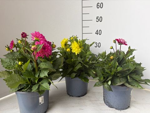 Dahlia DALINA MIX