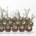 Albuca spiralis