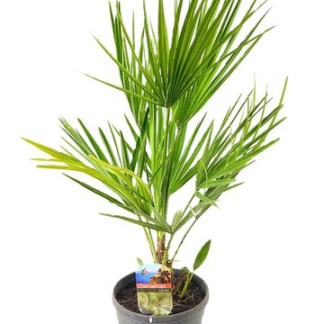 Chamaerops humilis