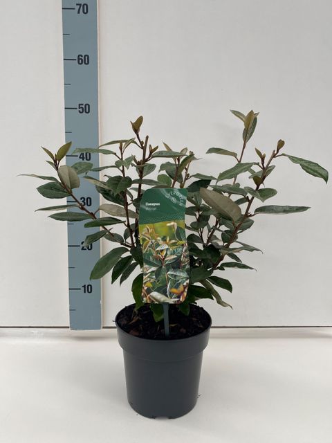 Elaeagnus x ebbingei