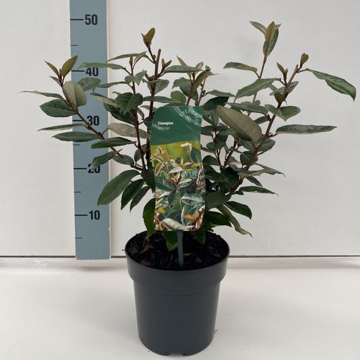 Elaeagnus x ebbingei