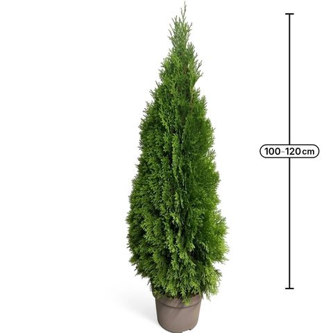 Thuja occidentalis 'Smaragd'