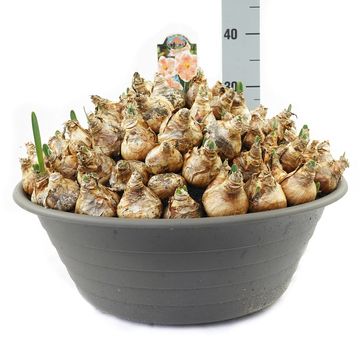 Narcissus 'Apricot Whirl'