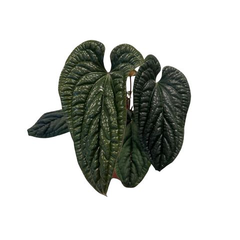 Anthurium luxurians x radicans