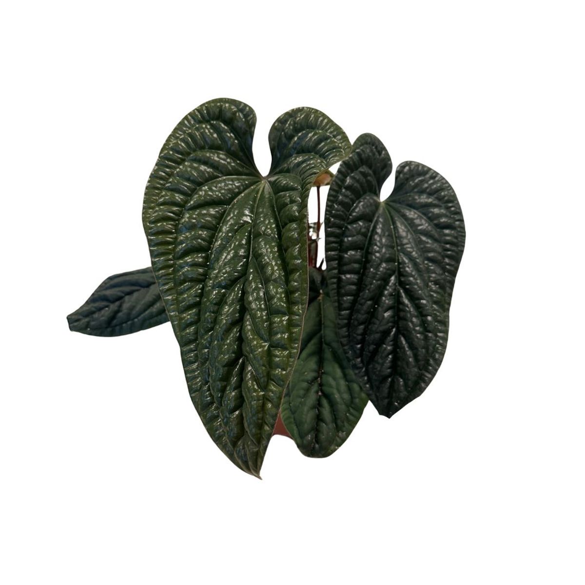 Anthurium luxurians x radicans — Plant Wholesale FlorAccess