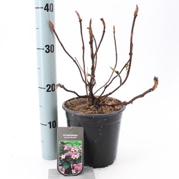 Hydrangea serrata 'Bluebird'