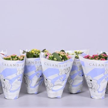 Kalanchoe blossfeldiana CALANDIVA MIX