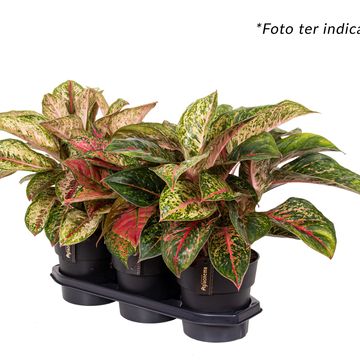 Aglaonema MIX