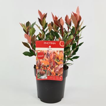 Photinia x fraseri CHICO