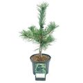Pinus parviflora 'Schoon's Bonsai'