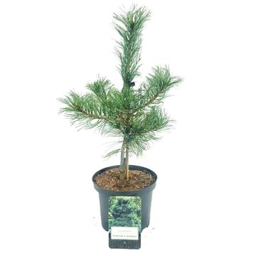 Pinus parviflora 'Schoon's Bonsai'